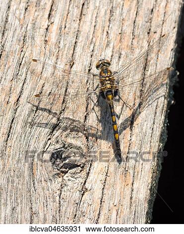 Ruby Whiteface (Leucorrhinia rubicunda), immature male, sunbathing on wood, Pietzmoor, nature reserve Lüneburger Heide, Lower Saxony, Germany, Europe View Large Photo Image Stock Image - Ruby Whiteface (Leucorrhinia rubicunda), immature male, sunbathing on wood, Pietzmoor, nature reserve Lüneburger Heide, Lower Saxony, Germany, Europe. Fotosearch
