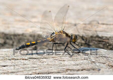 Ruby Whiteface (Leucorrhinia rubicunda), immature male, sunbathing on wood, Pietzmoor, nature reserve Lüneburger Heide, Lower Saxony, Germany, Europe View Large Photo Image Stock Image - Ruby Whiteface (Leucorrhinia rubicunda), immature male, sunbathing on wood, Pietzmoor, nature reserve Lüneburger Heide, Lower Saxony, Germany, Europe. Fotosearch
