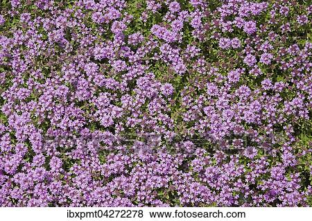 Stock Photo - Rundblattrige Fetthenne (Hylotelephium Anacampseros), lila Bluten, Alpengarten, Montreal Botanical Garden, Quebec, Kanada, Nordamerika. Fotosearch