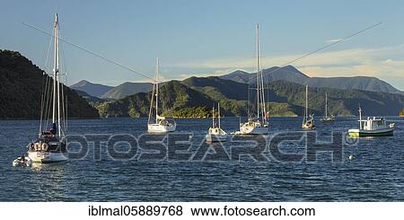 Sailing boats in Picton harbour at sunset, Marlborough Sounds, South Island, New Zealand, Oceania View Large Photo Image Stock Photo - Sailing boats in Picton harbour at sunset, Marlborough Sounds, South Island, New Zealand, Oceania. Fotosearch