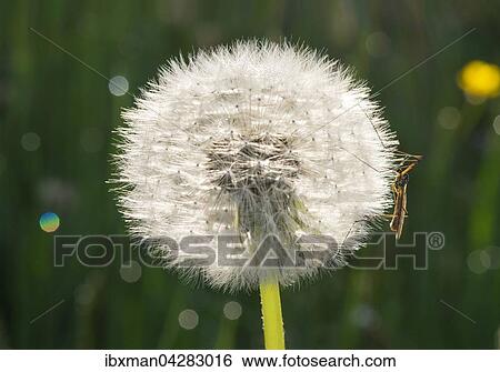 Samenstand von Lowenzahn (Taraxacum officinale) mit Schnake, Pusteblume, Bayern, Deutschland, Europa View Large Photo Image Stock Photograph - Samenstand von Lowenzahn (Taraxacum officinale) mit Schnake, Pusteblume, Bayern, Deutschland, Europa. Fotosearch