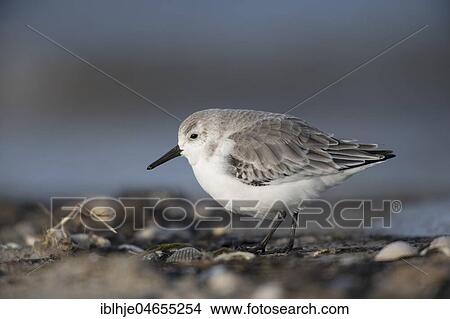 Picture - Sanderling (Calidris alba) runs on the shore, Texel, North Holland, Netherlands. Fotosearch