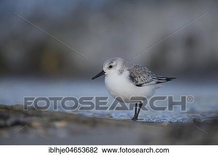 Stock Image - Sanderling (Calidris alba) runs on the shore, Texel, North Holland, Netherlands. Fotosearch