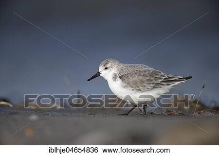 Sanderling (Calidris alba) runs on the shore, Texel, North Holland, Netherlands View Large Photo Image Stock Photograph - Sanderling (Calidris alba) runs on the shore, Texel, North Holland, Netherlands. Fotosearch