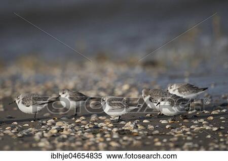Stock Photography - Sanderlings (Calidris alba) standing between seashells on the beach, Texel, North Holland, Netherlands. Fotosearch