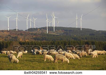 Stock Image - Schafe weiden vor Windradern, bei Waigandshain im Westerwald, Rheinland-Pfalz, Deutschland, Europa. Fotosearch