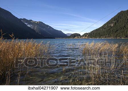 Schilfbewuchs am Ufer des Haldensee, Tannheimer Tal, bei Haller, Tirol, Osterreich, Europa View Large Photo Image Stock Photo - Schilfbewuchs am Ufer des Haldensee, Tannheimer Tal, bei Haller, Tirol, Osterreich, Europa. Fotosearch