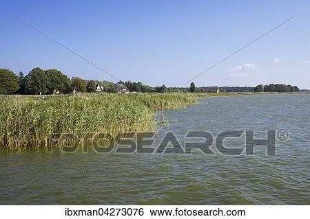 Stock Photograph - Schilfgurtel im Bodstedter Bodden, Born auf Darss, Fischland-Darss-Zingst, Nationalpark Vorpommersche Boddenlandschaft, Mecklenburg-Vorpommern, Deutschland, Europa. Fotosearch