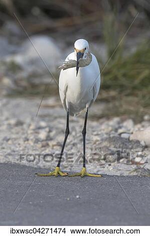Schmuckreiher (egretta thula), mit erbeuteter Garnele, Ding Darling National Wildlife Refuge, Sanibel Island, Florida, USA, Nordamerika View Large Photo Image Picture - Schmuckreiher (egretta thula), mit erbeuteter Garnele, Ding Darling National Wildlife Refuge, Sanibel Island, Florida, USA, Nordamerika. Fotosearch