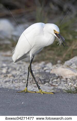 Schmuckreiher (egretta thula), mit erbeuteter Garnele, Ding Darling National Wildlife Refuge, Sanibel Island, Florida, USA, Nordamerika View Large Photo Image Stock Photo - Schmuckreiher (egretta thula), mit erbeuteter Garnele, Ding Darling National Wildlife Refuge, Sanibel Island, Florida, USA, Nordamerika. Fotosearch