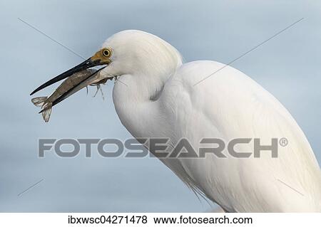 Schmuckreiher (egretta thula), mit erbeuteter Garnele, Ding Darling National Wildlife Refuge, Sanibel Island, Florida, USA, Nordamerika View Large Photo Image Stock Photo - Schmuckreiher (egretta thula), mit erbeuteter Garnele, Ding Darling National Wildlife Refuge, Sanibel Island, Florida, USA, Nordamerika. Fotosearch