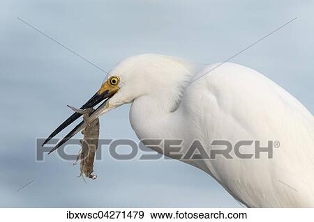 Schmuckreiher (egretta thula), mit erbeuteter Garnele, Ding Darling National Wildlife Refuge, Sanibel Island, Florida, USA, Nordamerika View Large Photo Image Stock Photo - Schmuckreiher (egretta thula), mit erbeuteter Garnele, Ding Darling National Wildlife Refuge, Sanibel Island, Florida, USA, Nordamerika. Fotosearch