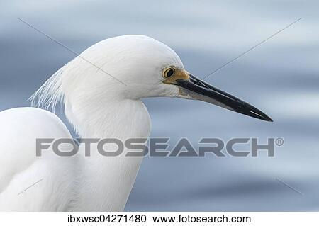 Schmuckreiher (egretta thula), Portrait, Ding Darling National Wildlife Refuge, Sanibel Island, Florida, USA, Nordamerika View Large Photo Image Stock Image - Schmuckreiher (egretta thula), Portrait, Ding Darling National Wildlife Refuge, Sanibel Island, Florida, USA, Nordamerika. Fotosearch