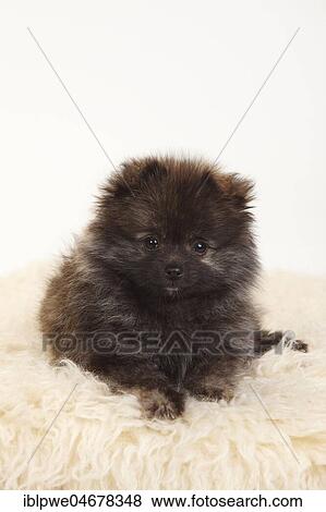 Schwarzer Kleinspitz, puppy, 12 weeks, lying on coat, animal portrait View Large Photo Image Stock Photo - Schwarzer Kleinspitz, puppy, 12 weeks, lying on coat, animal portrait. Fotosearch