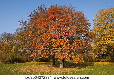 Picture - Schwedische Mehlbeere (Sorbus intermedia) mit verfarbten Blattern im Herbst, Park, Erfurt, Thuringen, Deutschland, Europa. Fotosearch