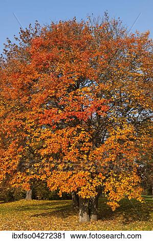 Schwedische Mehlbeere (Sorbus intermedia) mit verfarbten Blattern im Herbst, Park, Erfurt, Thuringen, Deutschland, Europa View Large Photo Image Stock Image - Schwedische Mehlbeere (Sorbus intermedia) mit verfarbten Blattern im Herbst, Park, Erfurt, Thuringen, Deutschland, Europa. Fotosearch