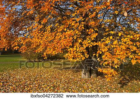 Schwedische Mehlbeere (Sorbus intermedia) mit verfarbten Blattern im Herbst, Park, Erfurt, Thuringen, Deutschland, Europa View Large Photo Image Stock Image - Schwedische Mehlbeere (Sorbus intermedia) mit verfarbten Blattern im Herbst, Park, Erfurt, Thuringen, Deutschland, Europa. Fotosearch