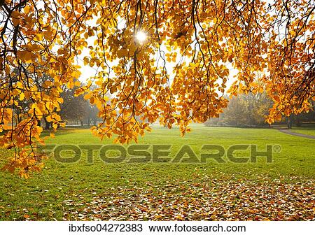 Schwedische Mehlbeere (Sorbus intermedia) im Herbst, Blatter im Gegenlicht, Park, Erfurt, Thuringen, Deutschland, Europa View Large Photo Image Stock Image - Schwedische Mehlbeere (Sorbus intermedia) im Herbst, Blatter im Gegenlicht, Park, Erfurt, Thuringen, Deutschland, Europa. Fotosearch