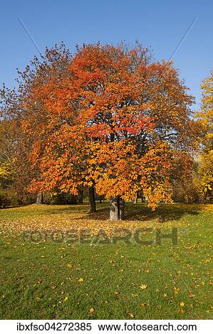 Schwedische Mehlbeere (Sorbus intermedia) mit verfarbten Blattern im Herbst, Park, Erfurt, Thuringen, Deutschland, Europa View Large Photo Image Stock Photography - Schwedische Mehlbeere (Sorbus intermedia) mit verfarbten Blattern im Herbst, Park, Erfurt, Thuringen, Deutschland, Europa. Fotosearch