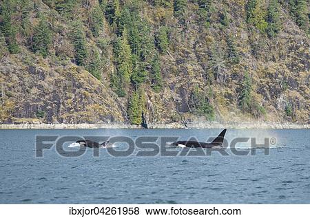 Stock Photo - Schwertwale (Orcinus orca), vor Kuste, auch Orca, Killerwal, Morderwal, Orford River, Vancouver Island, British Columbia, Kanada, Nordamerika. Fotosearch