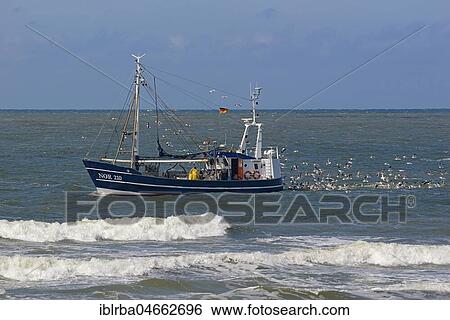 Stock Photograph - Seagulls follow a fishing boat off Norderney, East Frisian Islands, North Sea, Lower Saxony, Germany, Europe. Fotosearch