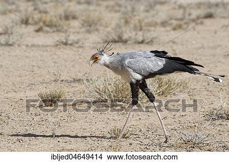 Picture - Secretary bird (Sagittarius serpentarius), adult, looking for prey, concentrated, Kgalagadi Transfrontier Park, Northern Cape, South Africa, Africa. Fotosearch