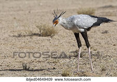 Stock Photo - Secretary bird (Sagittarius serpentarius), adult, looking for prey, concentrated, Kgalagadi Transfrontier Park, Northern Cape, South Africa, Africa. Fotosearch
