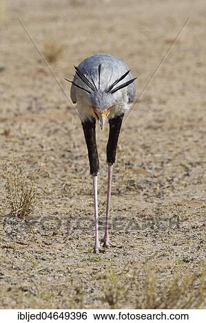 Stock Photograph - Secretary bird (Sagittarius serpentarius), adult, looking for prey, concentrated, Kgalagadi Transfrontier Park, Northern Cape, South Africa, Africa. Fotosearch
