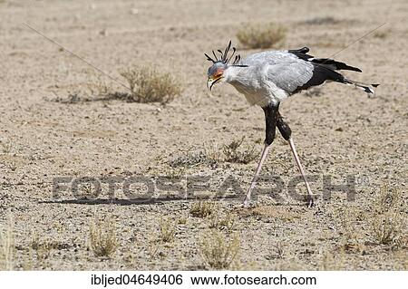 Secretary bird (Sagittarius serpentarius), adult, looking for prey, concentrated, Kgalagadi Transfrontier Park, Northern Cape, South Africa, Africa View Large Photo Image Stock Photograph - Secretary bird (Sagittarius serpentarius), adult, looking for prey, concentrated, Kgalagadi Transfrontier Park, Northern Cape, South Africa, Africa. Fotosearch