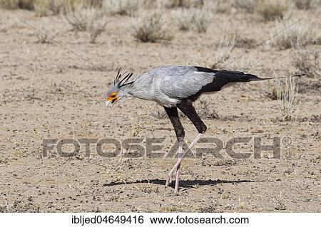 Secretary bird (Sagittarius serpentarius), adult, looking for prey, concentrated, Kgalagadi Transfrontier Park, Northern Cape, South Africa, Africa View Large Photo Image Stock Photograph - Secretary bird (Sagittarius serpentarius), adult, looking for prey, concentrated, Kgalagadi Transfrontier Park, Northern Cape, South Africa, Africa. Fotosearch