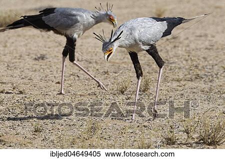 Secretary birds (Sagittarius serpentarius), adults, looking for prey, concentrated, Kgalagadi Transfrontier Park, Northern Cape, South Africa, Africa View Large Photo Image Stock Photography - Secretary birds (Sagittarius serpentarius), adults, looking for prey, concentrated, Kgalagadi Transfrontier Park, Northern Cape, South Africa, Africa. Fotosearch