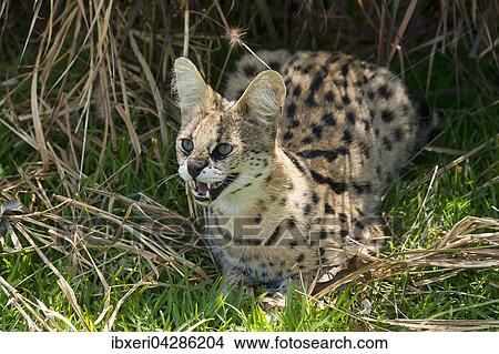Serval (Leptailurus serval), Alter 2 Jahre, captive View Large Photo Image Picture - Serval (Leptailurus serval), Alter 2 Jahre, captive. Fotosearch