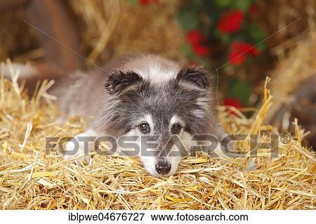 Sheltie, bitch, 12 year old dog, shorn, lying on straw View Large Photo Image Stock Photo - Sheltie, bitch, 12 year old dog, shorn, lying on straw. Fotosearch
