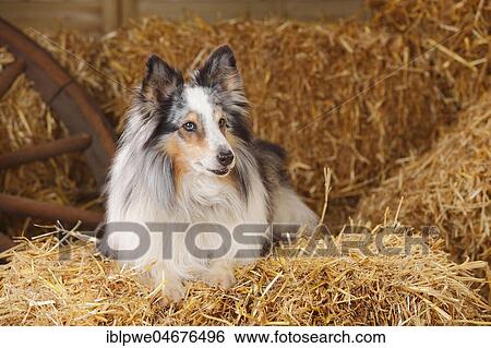 Stock Photograph - Sheltie, male, blue-merle, 11 years, lies in the straw. Fotosearch