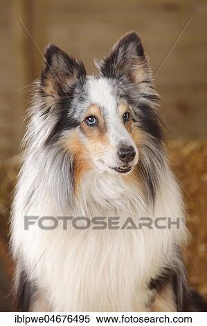 Stock Photography - Sheltie, male, blue-merle, 11 years, animal portrait. Fotosearch