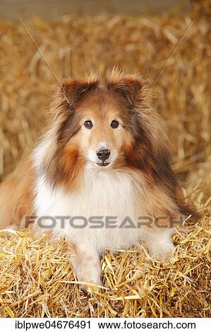 Sheltie, male, sable-white, 12 years, Shetland Sheepdog, old dog lying on straw View Large Photo Image Stock Image - Sheltie, male, sable-white, 12 years, Shetland Sheepdog, old dog lying on straw. Fotosearch