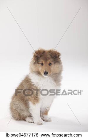 Sheltie, puppy, 10 weeks, sitting View Large Photo Image Stock Photo - Sheltie, puppy, 10 weeks, sitting. Fotosearch