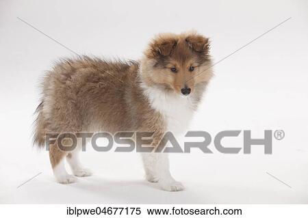 Sheltie, puppy, 10 weeks, standing View Large Photo Image Stock Photography - Sheltie, puppy, 10 weeks, standing. Fotosearch