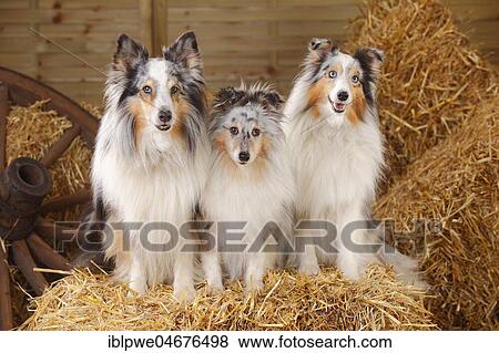 Stock Photo - Shelties, males, blue-merle, sitting next to each other in straw. Fotosearch