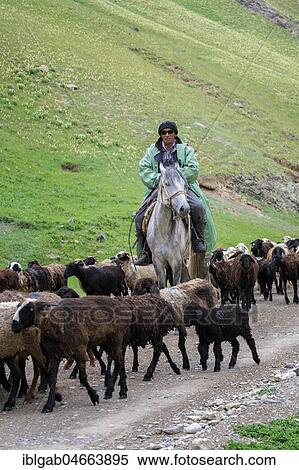 Stock Photography - Shepherd conducting a sheep herd in a valley, Naryn Province, Kyrgyzstan, Asia. Fotosearch