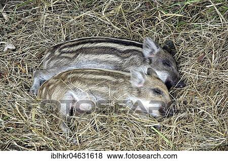 Shoats lie in the hay and sleep View Large Photo Image Stock Photo - Shoats lie in the hay and sleep. Fotosearch
