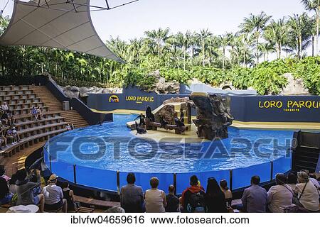 Show with sea lions, Loro Parque, Puerto de la Cruz, Tenerife, Canary Islands, Spain, Europe View Large Photo Image Stock Photograph - Show with sea lions, Loro Parque, Puerto de la Cruz, Tenerife, Canary Islands, Spain, Europe. Fotosearch