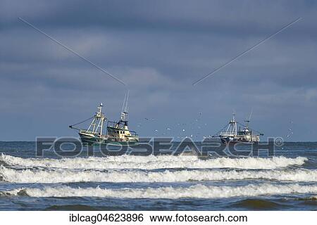 Shrimp cutter towing the nets off the coast, Henne Mølle, region of Syddanmark, Denmark, Europe View Large Photo Image Stock Photograph - Shrimp cutter towing the nets off the coast, Henne Mølle, region of Syddanmark, Denmark, Europe. Fotosearch