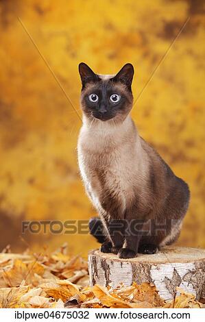 Stock Image - Siamese cat old type, tomcat, seal-point, Thai cat, sits on tree trunk in autumn leaves, autumnal. Fotosearch