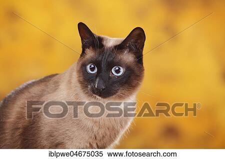 Siamese cat old type, tomcat, seal-point, Thai cat, animal portrait View Large Photo Image Stock Photography - Siamese cat old type, tomcat, seal-point, Thai cat, animal portrait. Fotosearch