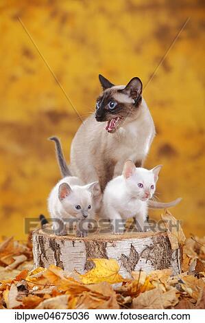 Siamese cats old type, seal-point, with kitten, blue-point and cinnamon-point, Thai cat, sitting on tree trunk in autumn leaves, autumnal View Large Photo Image Stock Photograph - Siamese cats old type, seal-point, with kitten, blue-point and cinnamon-point, Thai cat, sitting on tree trunk in autumn leaves, autumnal. Fotosearch
