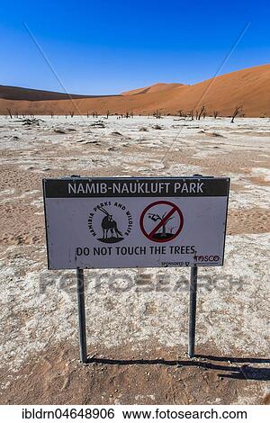Sign and dead camel thorns (Acacia erioloba) in front of sand dunes, Dead Vlei, Sossusvlei, Namib Desert, Namib-Naukluft National Park, Namibia, Africa View Large Photo Image Stock Photograph - Sign and dead camel thorns (Acacia erioloba) in front of sand dunes, Dead Vlei, Sossusvlei, Namib Desert, Namib-Naukluft National Park, Namibia, Africa. Fotosearch