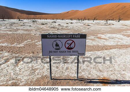 Sign and dead camel thorns (Acacia erioloba) in front of sand dunes, Dead Vlei, Sossusvlei, Namib Desert, Namib-Naukluft National Park, Namibia, Africa View Large Photo Image Stock Photography - Sign and dead camel thorns (Acacia erioloba) in front of sand dunes, Dead Vlei, Sossusvlei, Namib Desert, Namib-Naukluft National Park, Namibia, Africa. Fotosearch