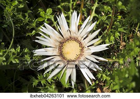 Silberdistel (Carlina acaulis) View Large Photo Image Stock Image - Silberdistel (Carlina acaulis). Fotosearch