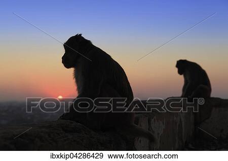 Silhouette von zwei Affen, die auf einer Mauer sitzen, bei Sonnenuntergang, Galtaji, Khania-Balaji, Jaipur, Rajasthan, Indien, Asien View Large Photo Image Stock Photo - Silhouette von zwei Affen, die auf einer Mauer sitzen, bei Sonnenuntergang, Galtaji, Khania-Balaji, Jaipur, Rajasthan, Indien, Asien. Fotosearch
